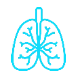 Respiratory　　　    　(Lungs, Airways)