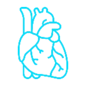 Cardiology　　        　　(Heart, Blood vessels)